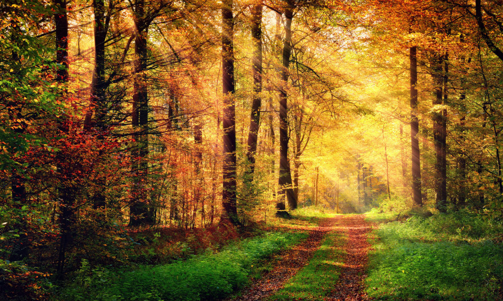 Bestattungen Pfaffinger Mendig Andernach Kell Kruft Baumbestattung Herbst Wald Weg